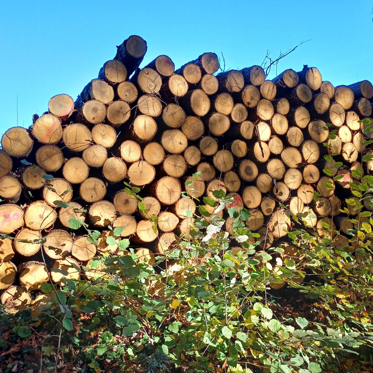 achat-bois-de-chataignier